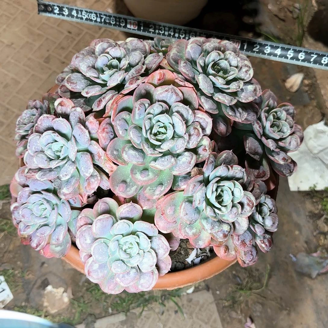 一物一拍超大无砍雨滴546