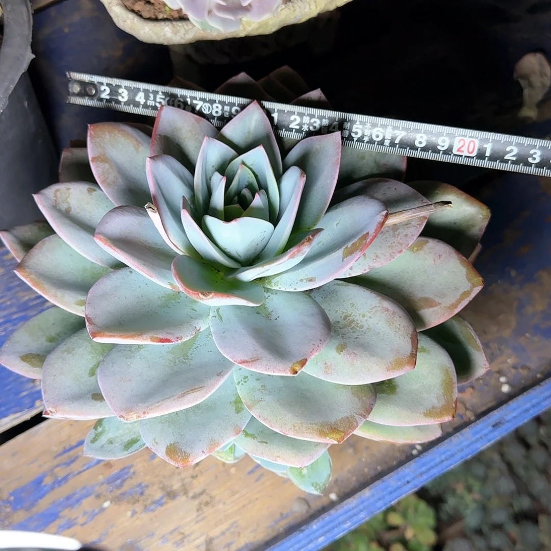 一物一拍布鲁兰522（架子上