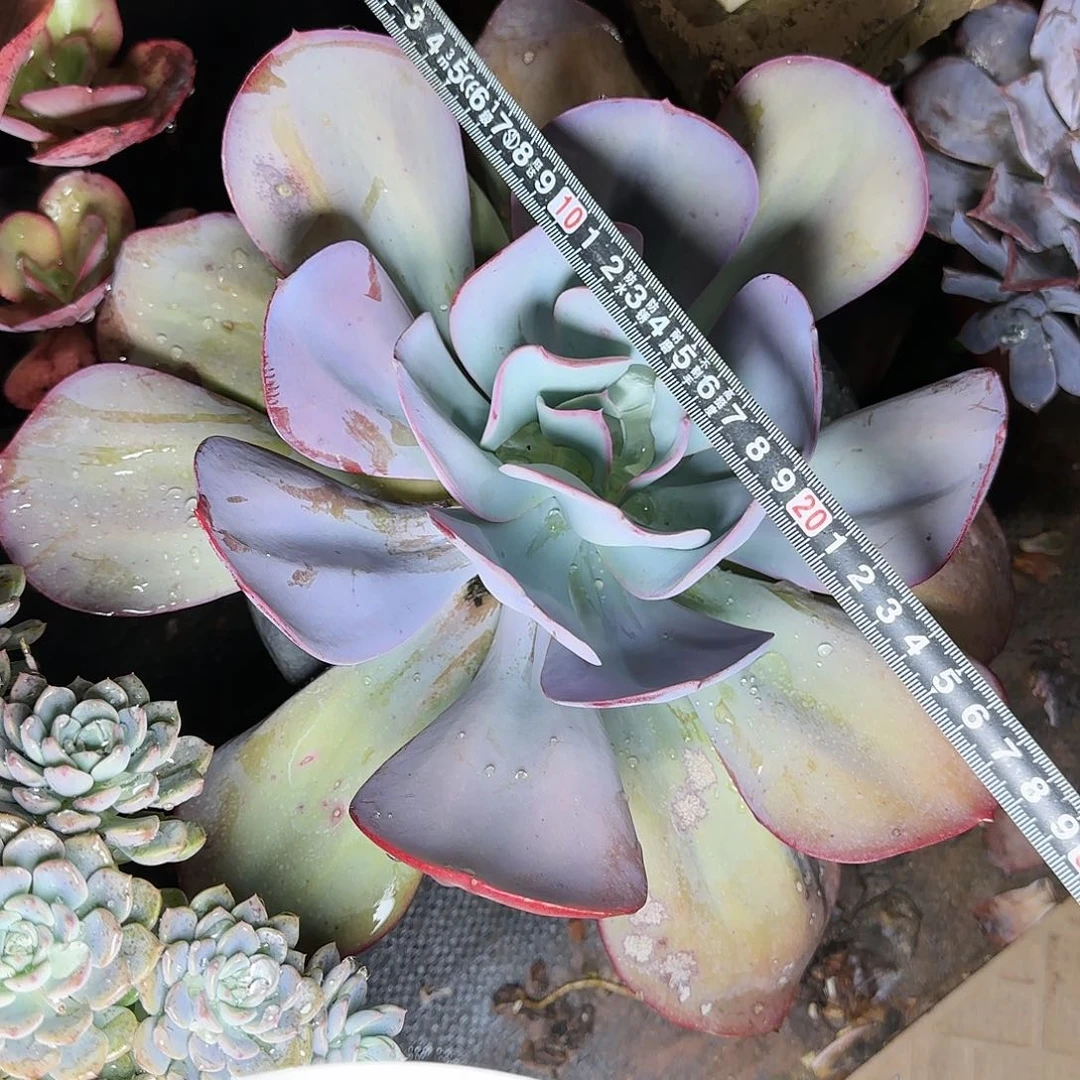 一物一拍布鲁克林的蓝559