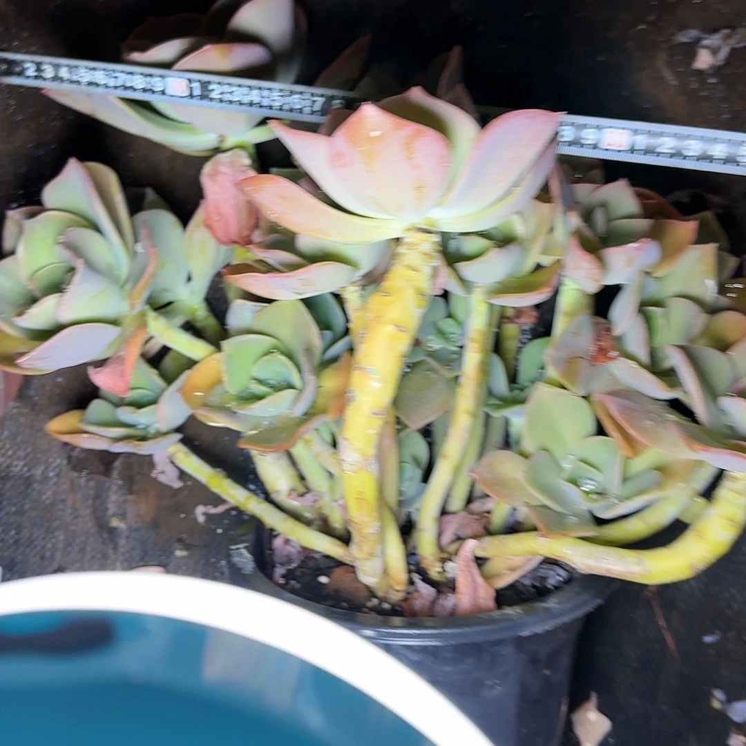 一物一拍鹤士563