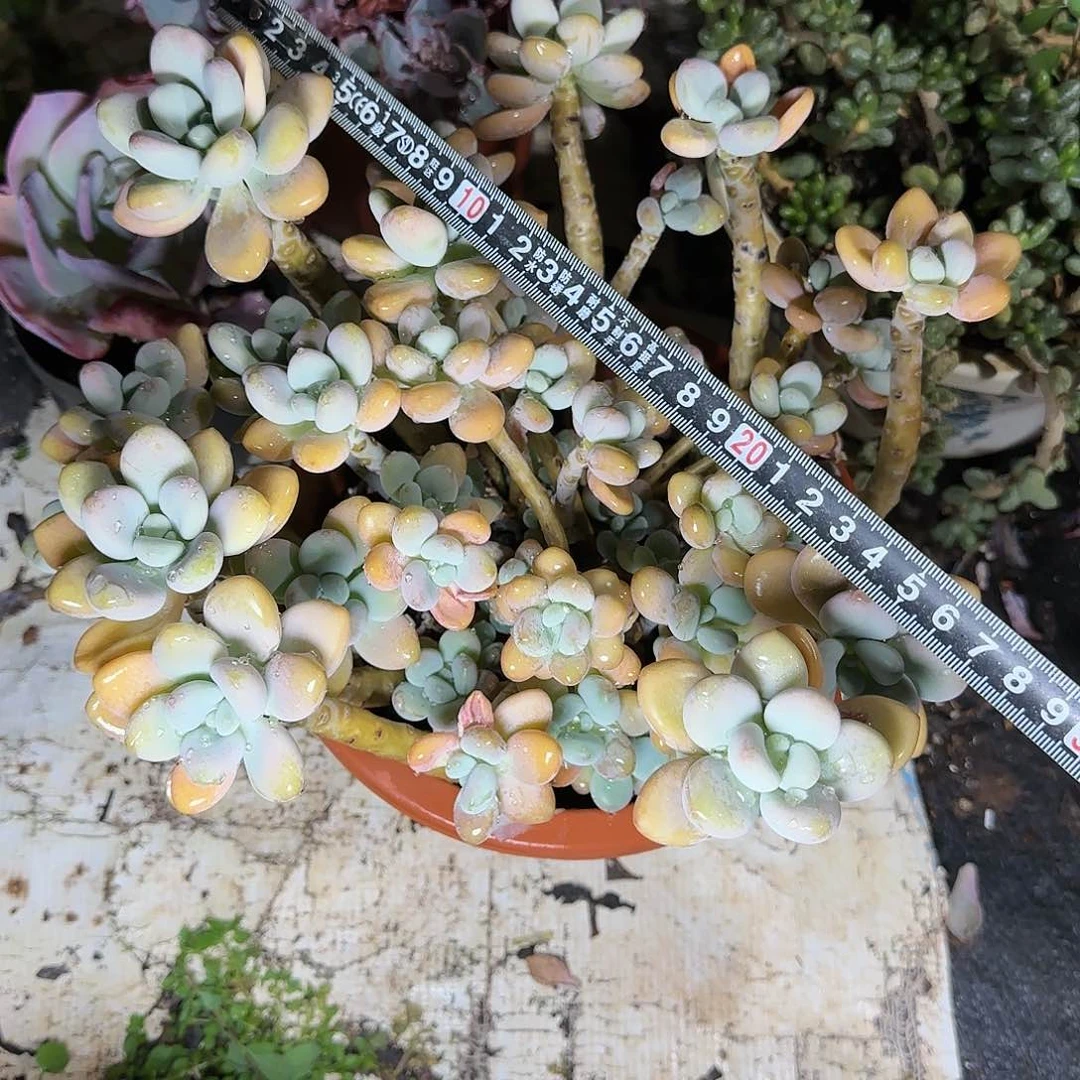 一物一拍香水洛神570