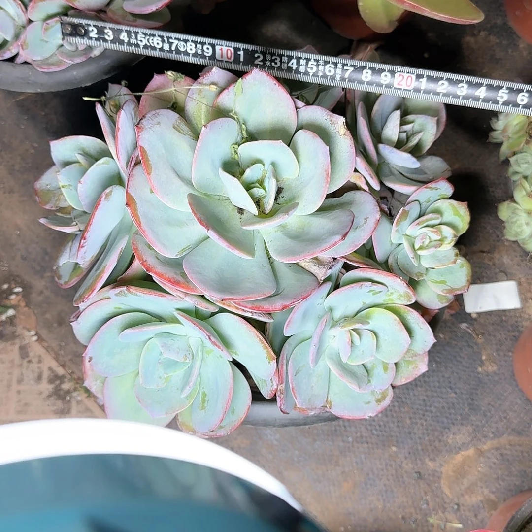 一物一拍血凤954