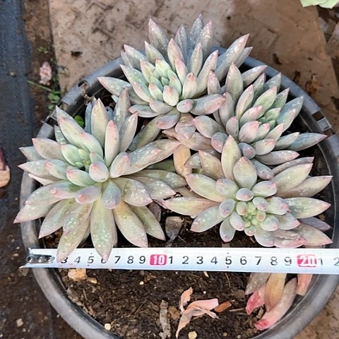 一物一拍红蜻蜓061