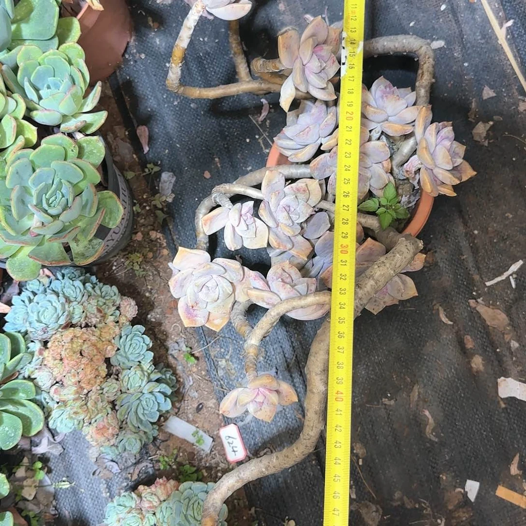 一物一拍紫乐157