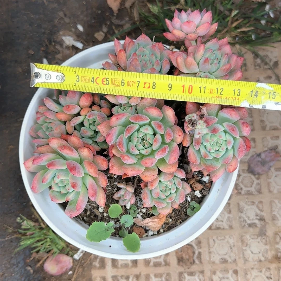 一物一拍霜花201