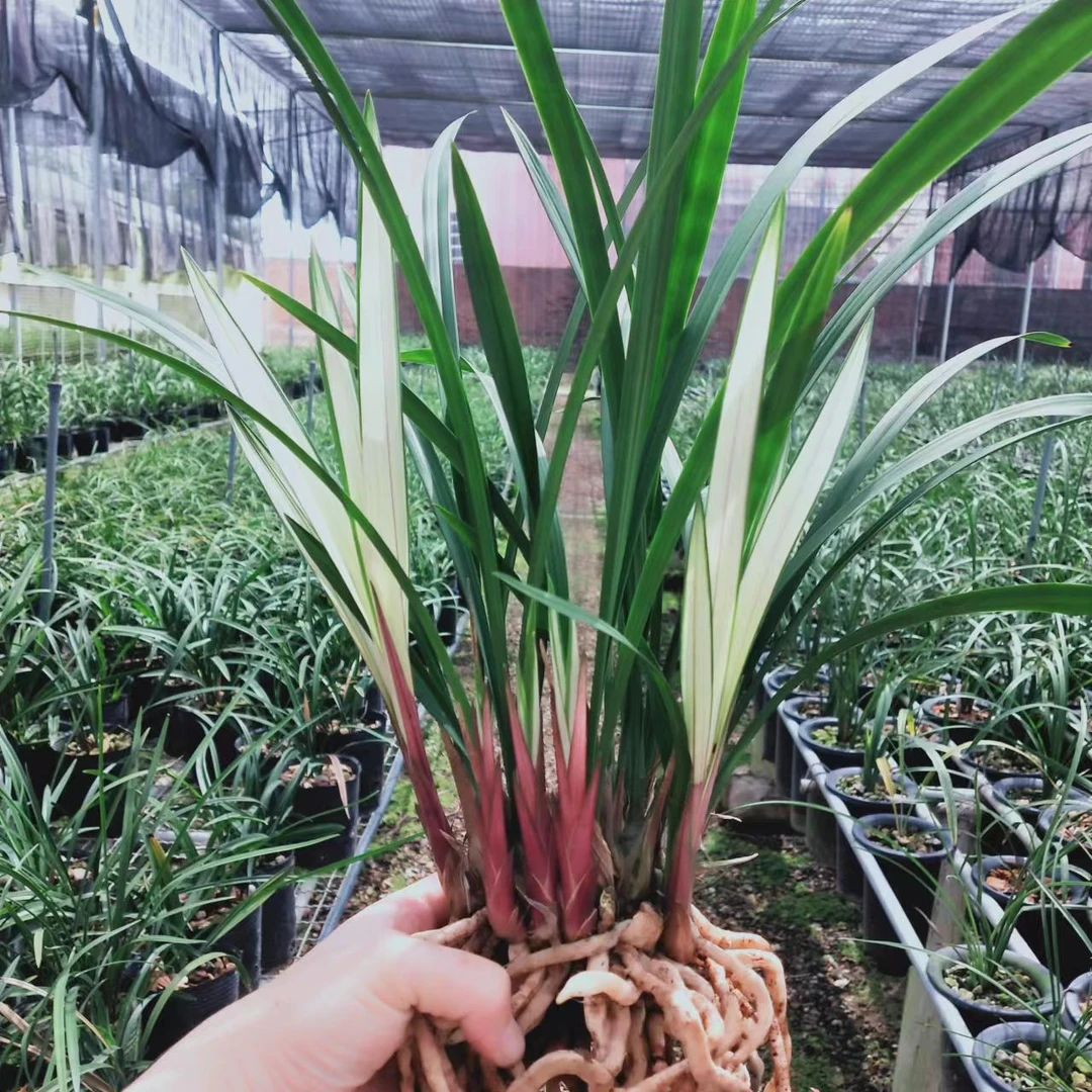 四季兰:高山春色，花艺双全