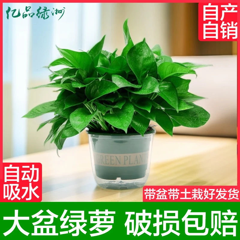 【新粉福利】大盆绿萝英伦风绿盆新房除甲醛净化空气室内盆栽绿植