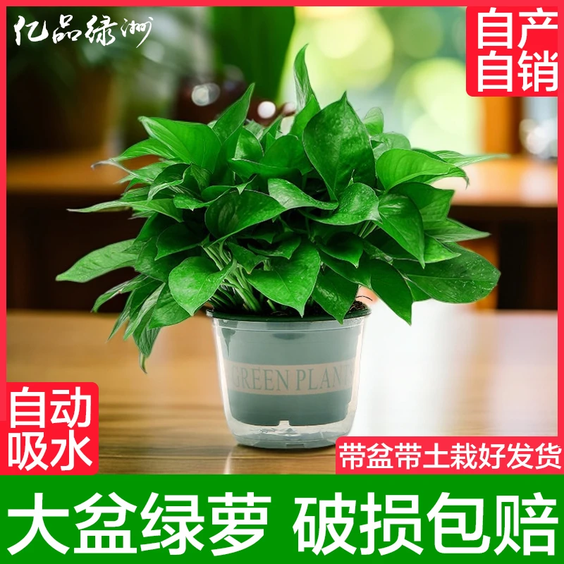 【英伦风】绿萝新房吸除甲醛净化空气室内盆栽绿植基地批发客厅植物