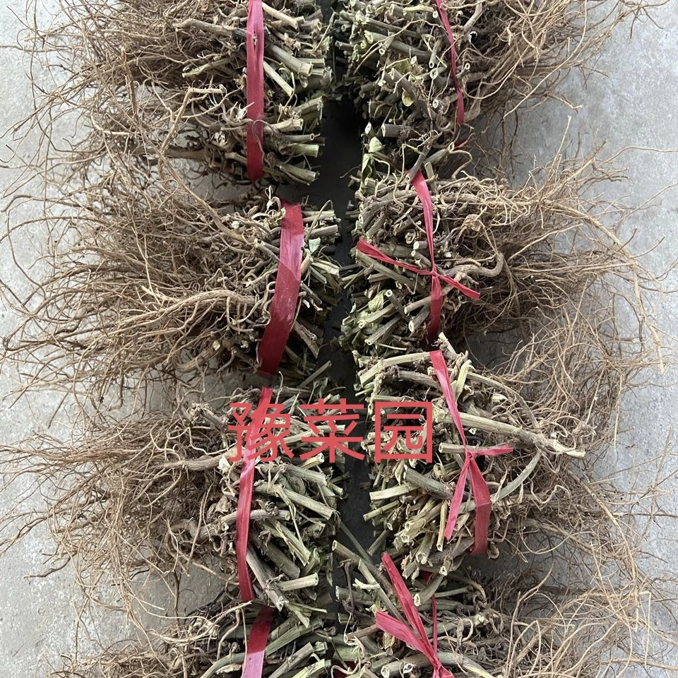 今年开封花生根 茎杆梗花生的根农家自产花生棵 花生的根二斤包邮