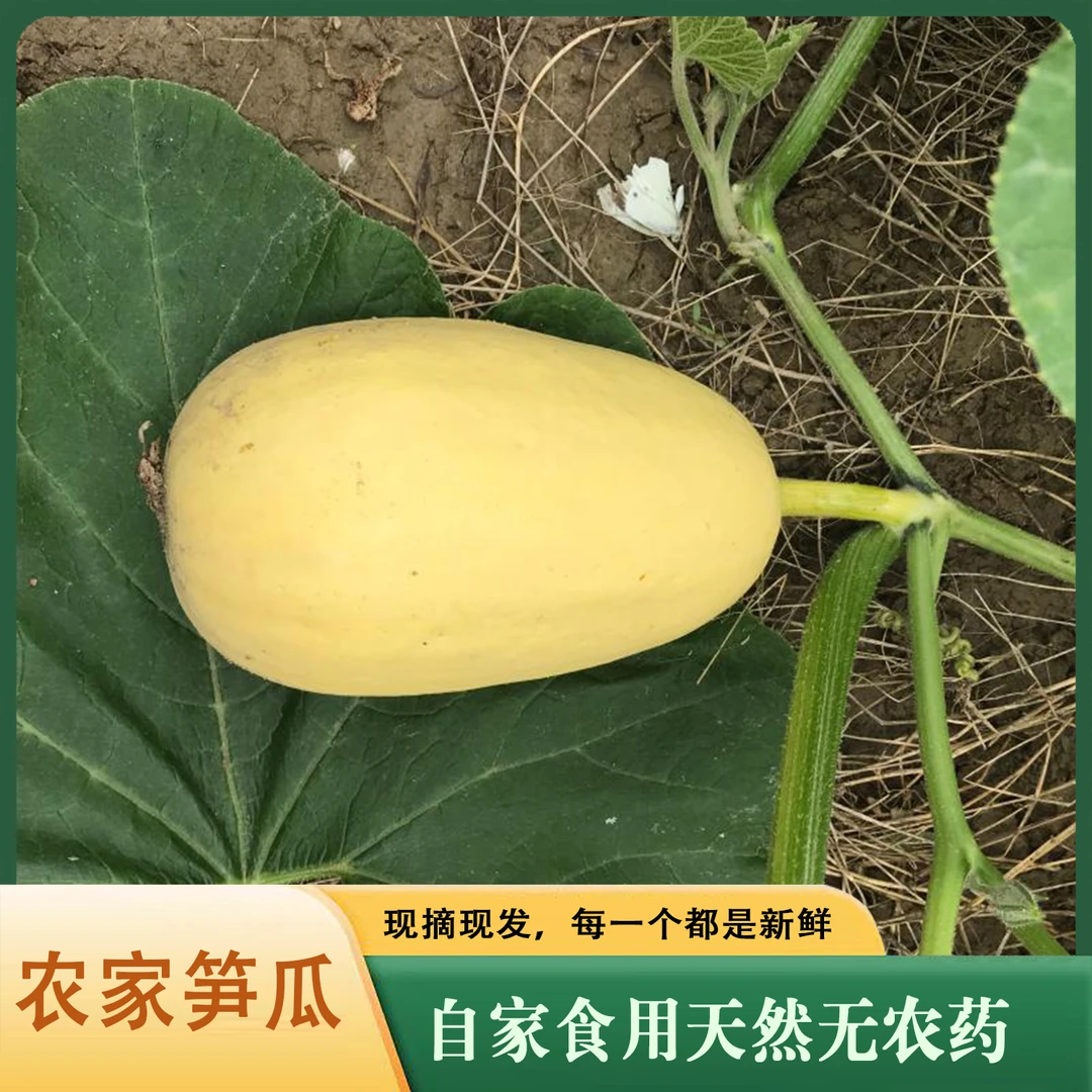 自然生长农村自种笋瓜清脆爽口新鲜食用鲜嫩包赔产品采摘精选