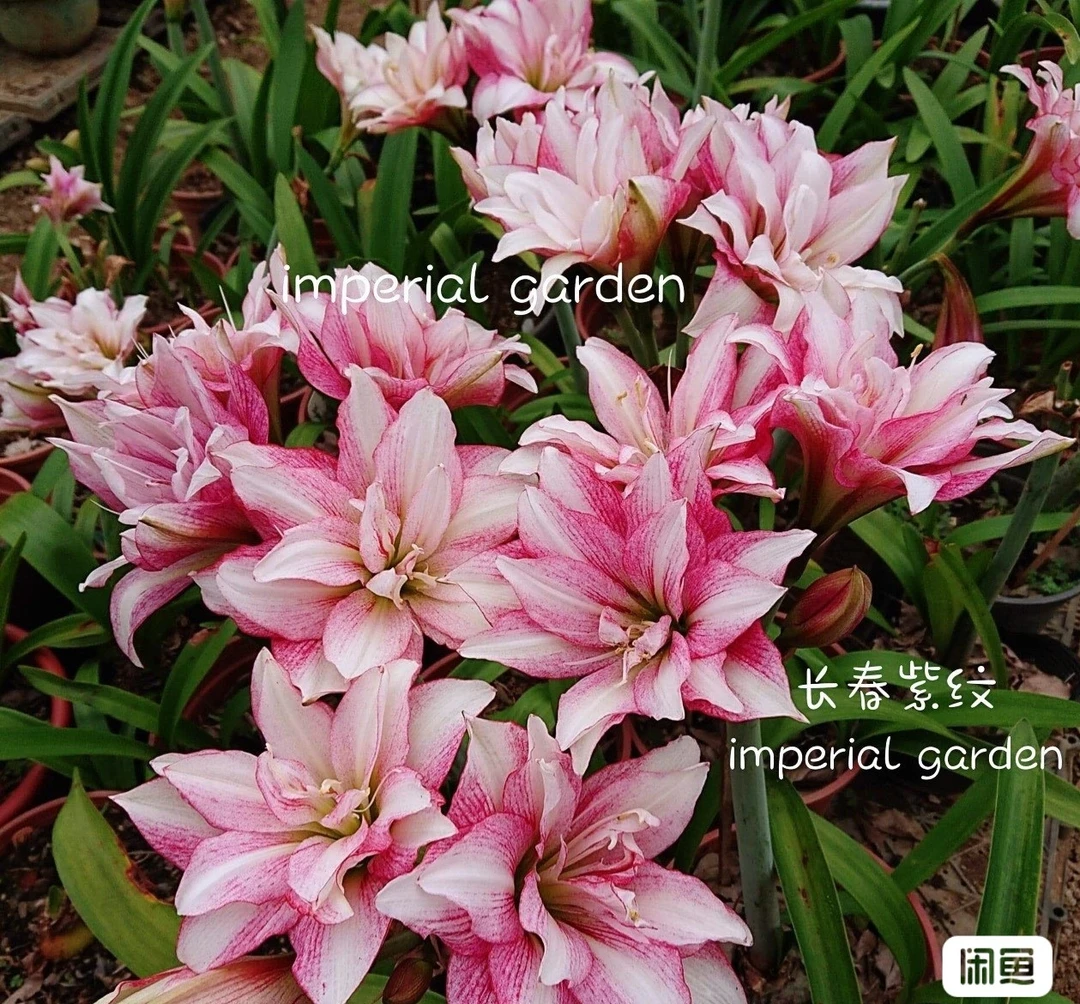 菲林花间  重瓣朱顶红  紫纹3+中苗
