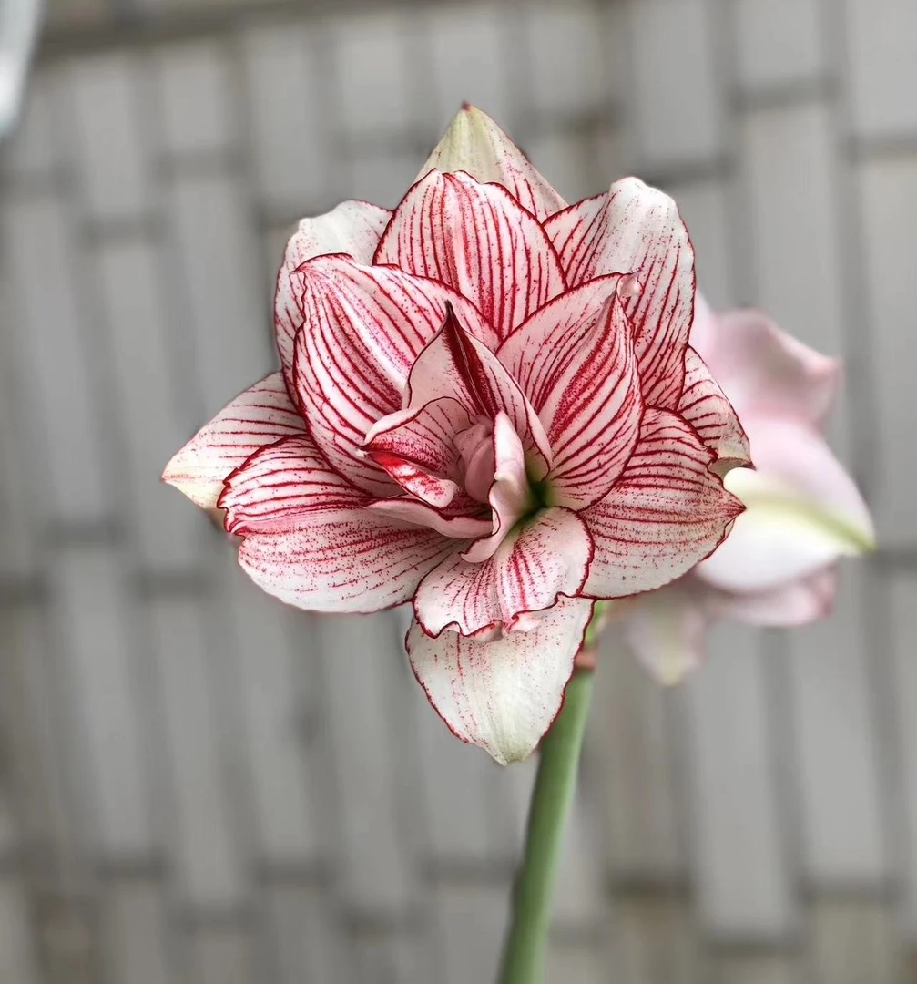 菲林花间  重瓣朱顶红  十二单衣3+厘米小苗