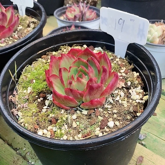 尚玺多肉19号惊鸿仙子