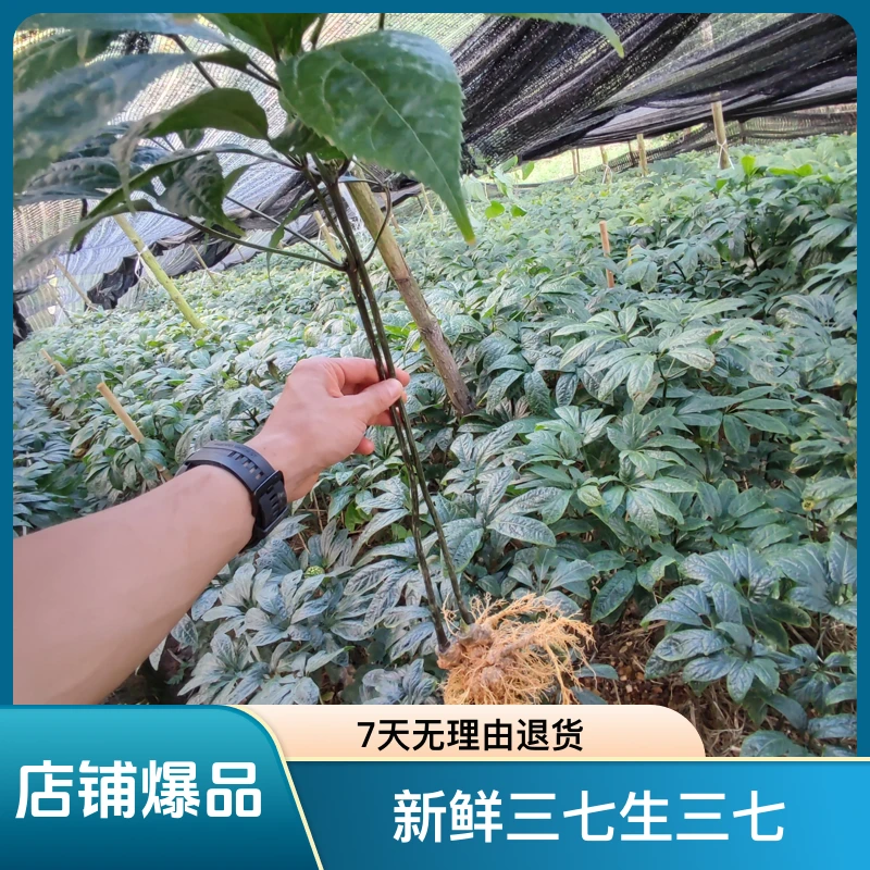 云南文山带根新鲜三七生三七新鲜三七(三斤）[主播推荐]原产