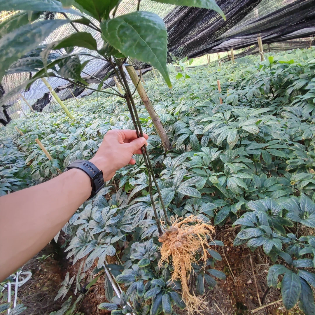 云南文山带根新鲜三七生三七新鲜三七(三斤）[主播推荐]原产