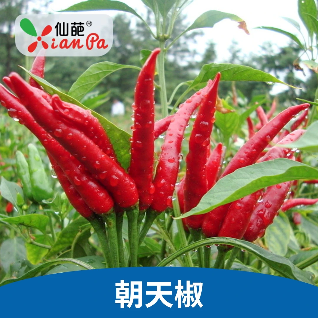 仙葩朝天椒辣椒种子