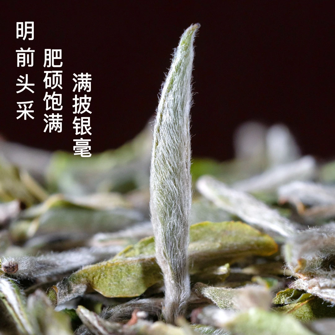 2023年特级白毫银针｜花香毫香 鲜爽甘醇