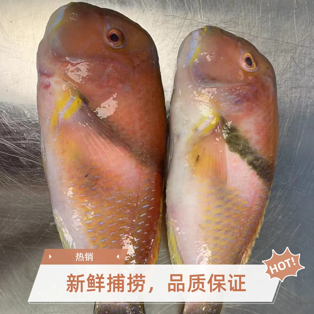 野生捕捞红鹦哥鱼新鲜优质营养丰富肉质鲜嫩口感佳清蒸美味品质