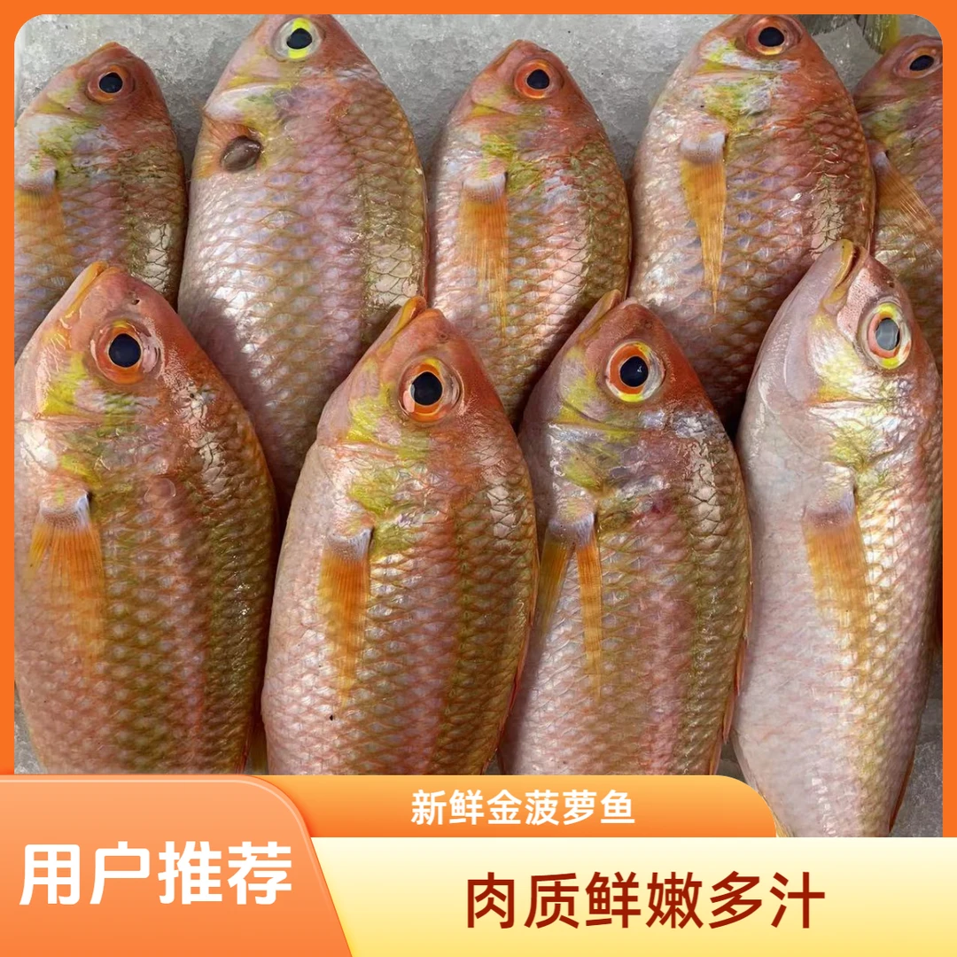 野生海鱼金菠萝海钓新鲜肉质鲜嫩可口肉多刺少老少皆宜盐焗营养