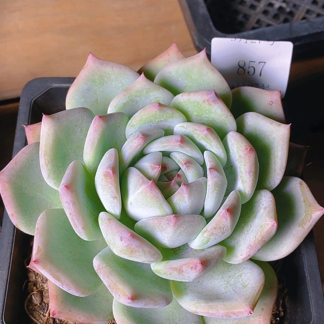 【闪购商品】云857拉糖