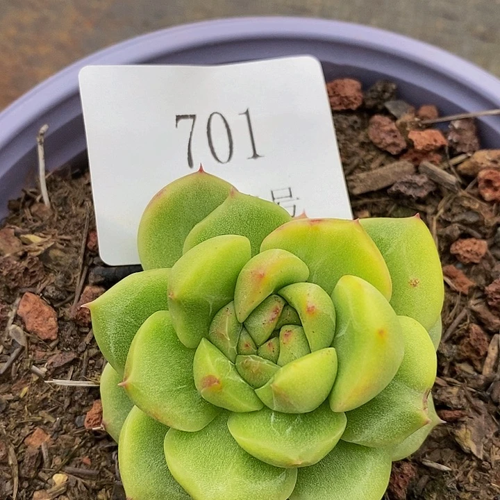 【闪购商品】云701锦
