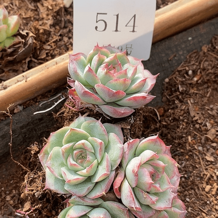 【闪购商品】云514