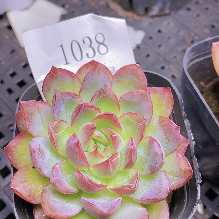 【闪购商品】云1038潘朵拉