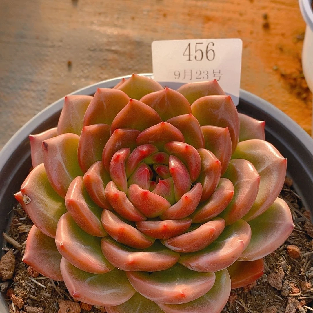 【闪购商品】云456