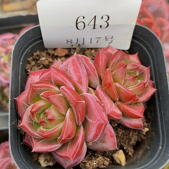 【闪购商品】云643