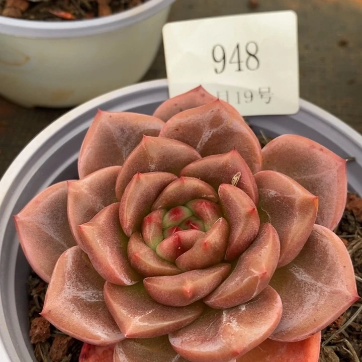 【闪购商品】云948