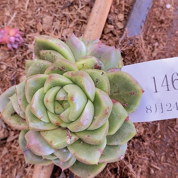 【闪购商品】云146