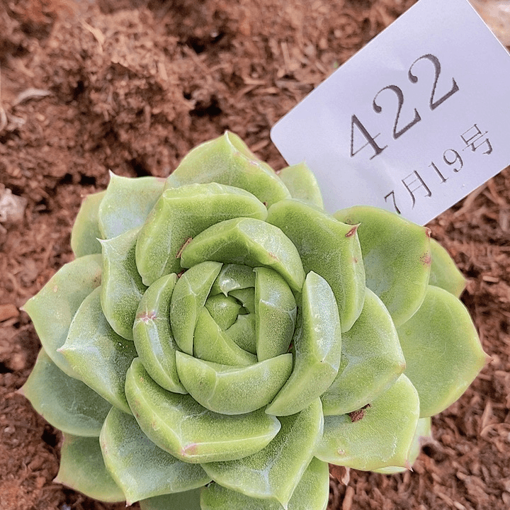【闪购商品】云422