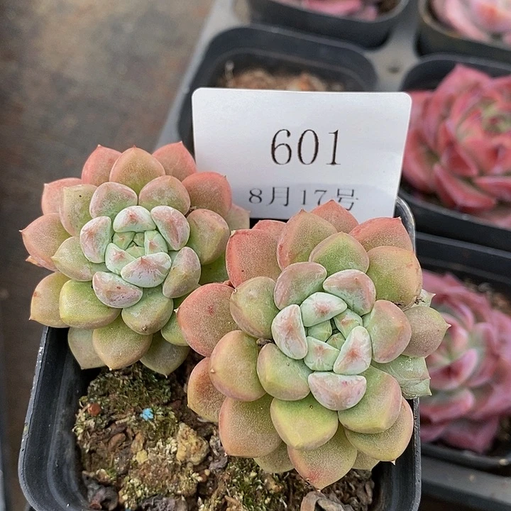 【闪购商品】云601