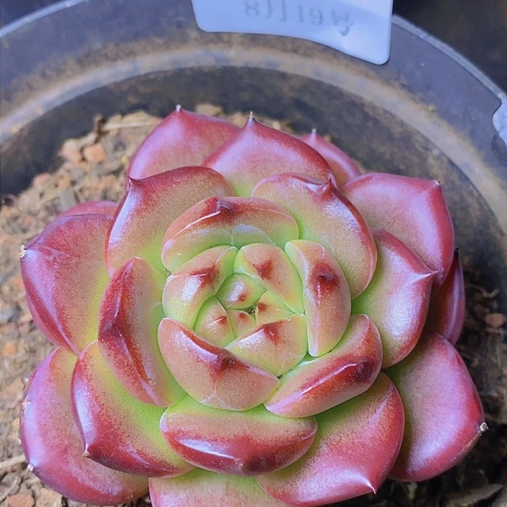 【闪购商品】云1074比翼鸟8厘米