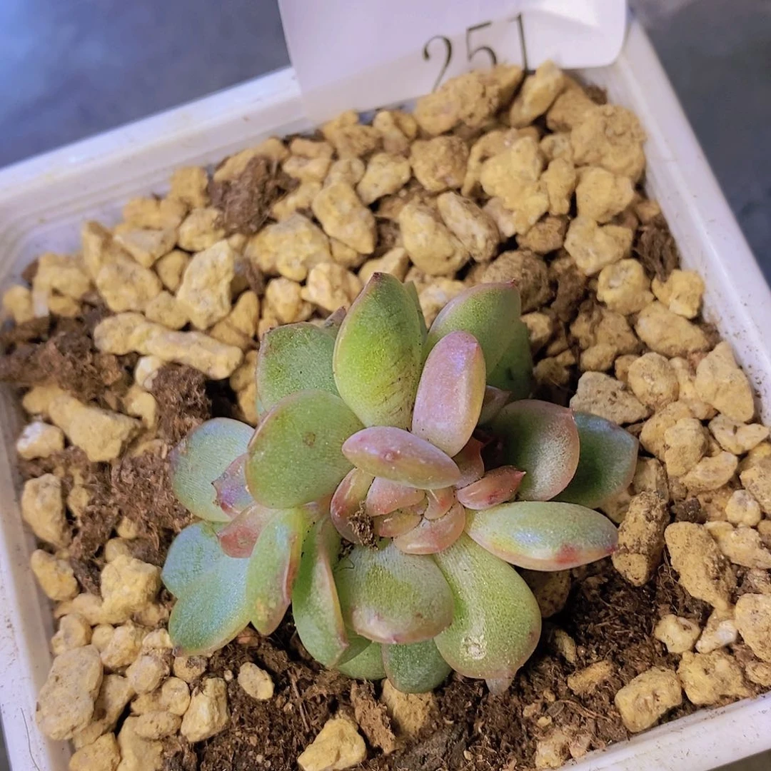 【闪购商品】云251号红恋