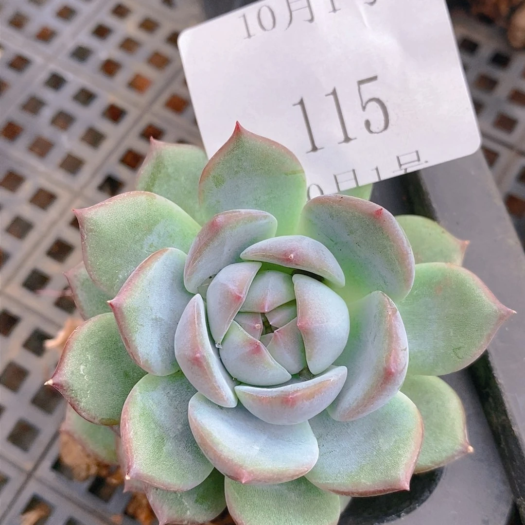 【闪购商品】云115