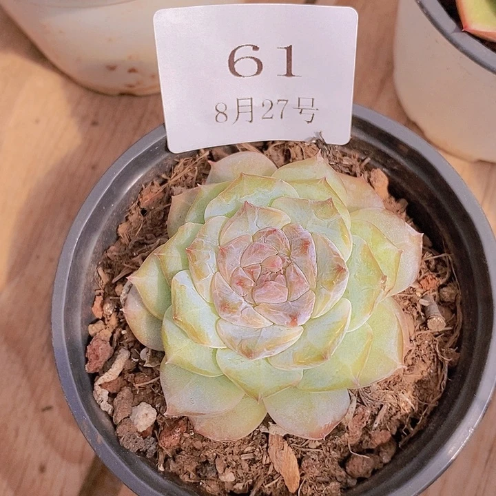 【闪购商品】云61号