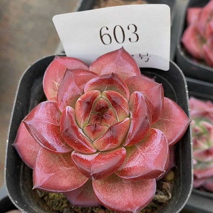 【闪购商品】云603