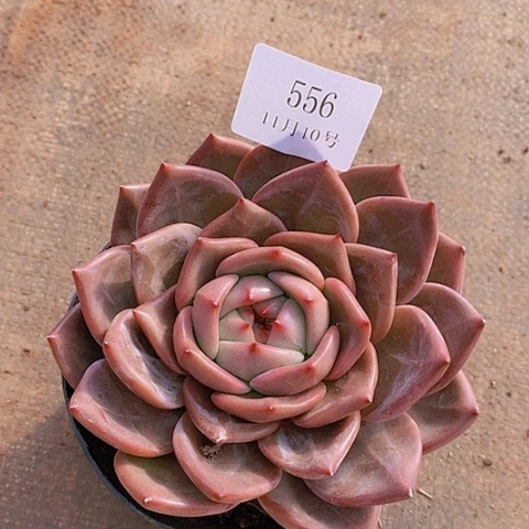 【闪购商品】云556