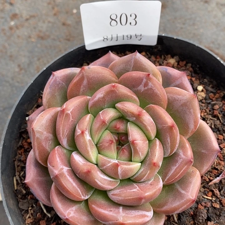 【闪购商品】云803山茶花10厘米