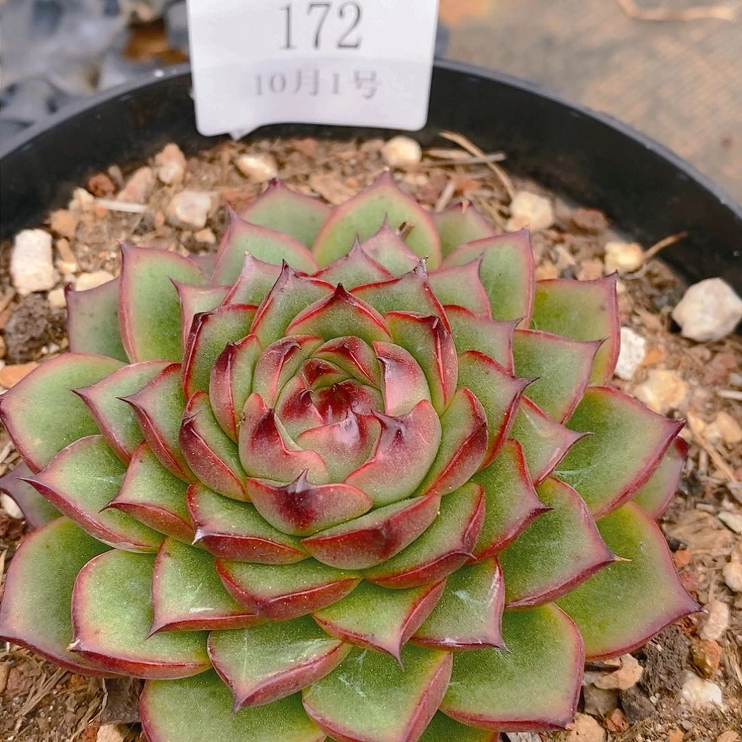 【闪购商品】云172