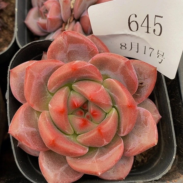 【闪购商品】云645