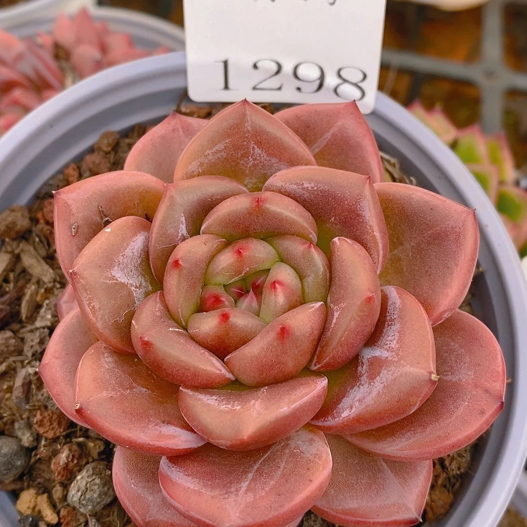 【闪购商品】云1298