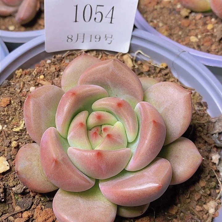 【闪购商品】云1054Q橙7厘米