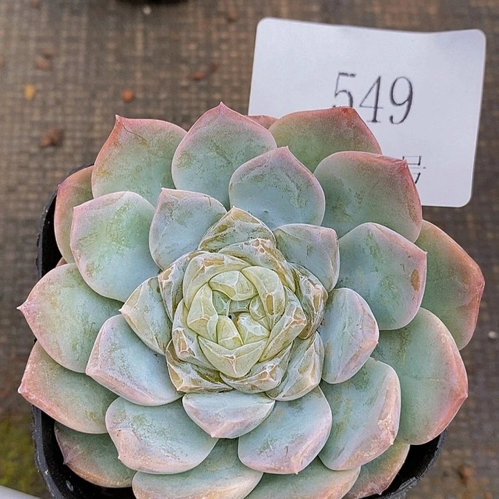 【闪购商品】云549