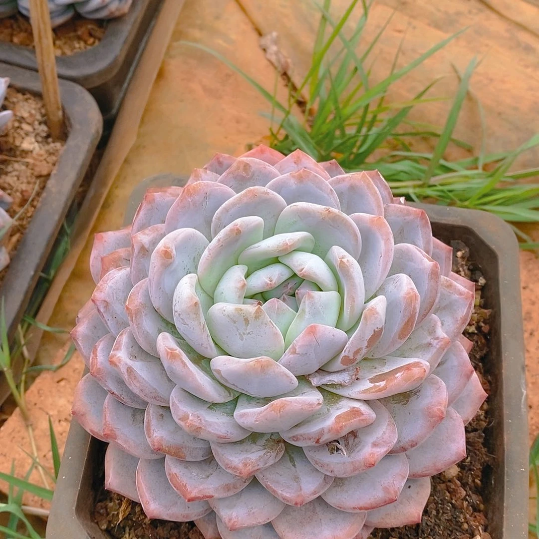 【闪购商品】云301