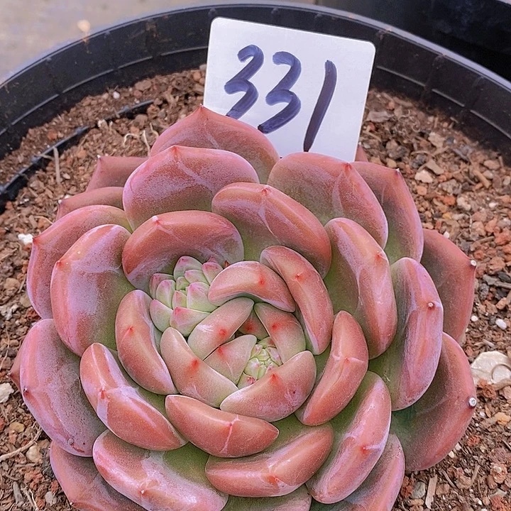 【闪购商品】云331山茶花不周正