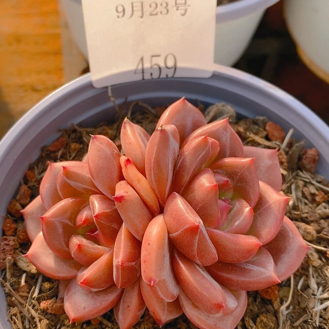 【闪购商品】云459