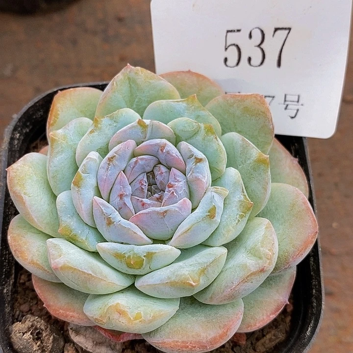 【闪购商品】云537