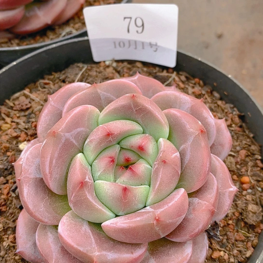 【闪购商品】云79号Q橙